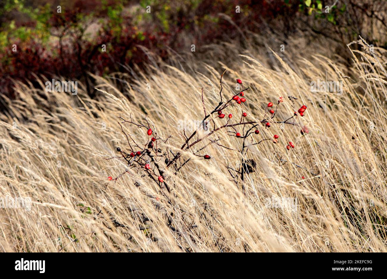 hawthorn, Rosehip, Obst, Hawthorn Fruit, Rosehip, Hagebutten Stockfoto