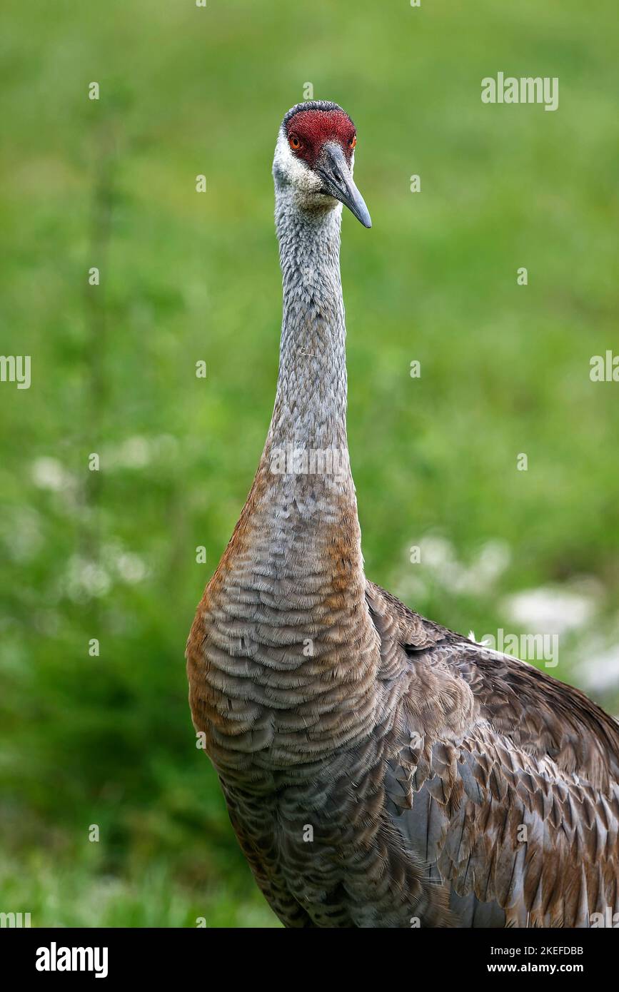 Sandhill Crane, Porträt, Kopf an, Nahaufnahme, grüner Hintergrund, Sehr großer Vogel, Grus canadensis, rote Stirn, getuftete Rumpffedern, langer Hals, Lang l Stockfoto