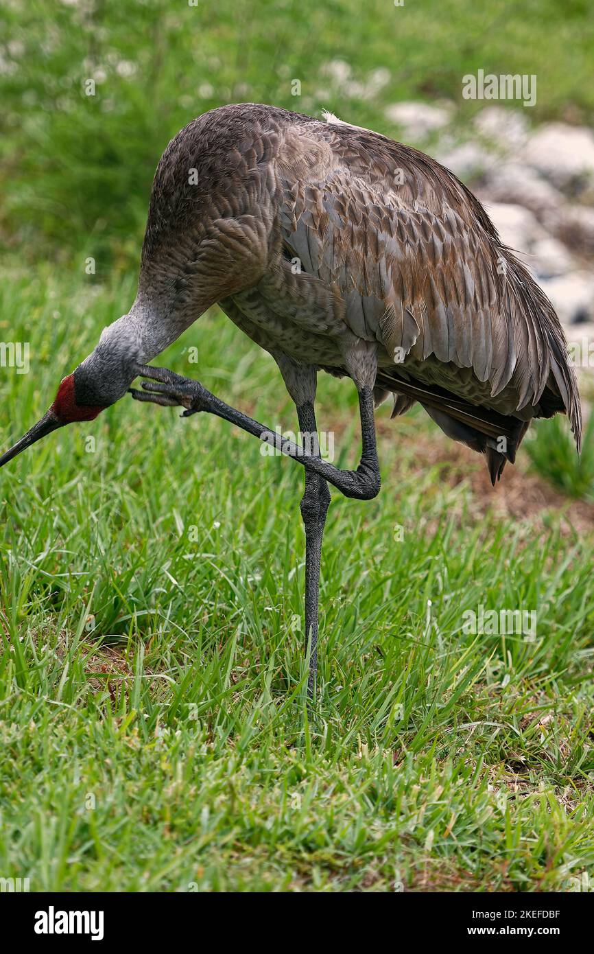 Sandhill Crane, kratzender Kopf, Bewegung, Nahaufnahme, stehend auf 1 Beinen, grüner Hintergrund, sehr großer Vogel, Grus canadensis, rote Stirn, Getuftete rumpffräsige Stockfoto