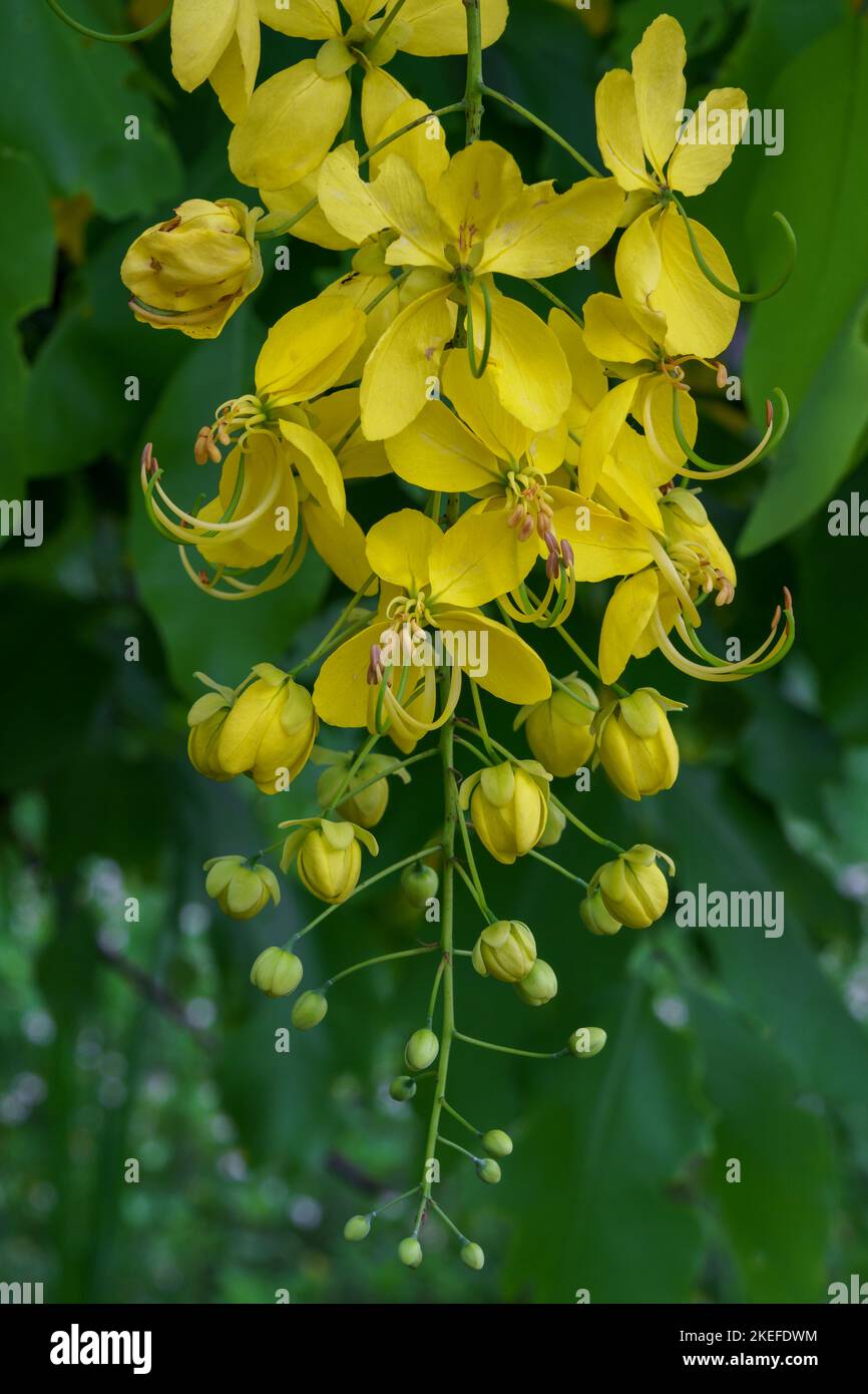 Nahaufnahme von leuchtend gelben Blütenständen und Knospen von Cassia-Fistel-Tropenbaum aka goldener Dusche auf natürlichem Hintergrund Stockfoto