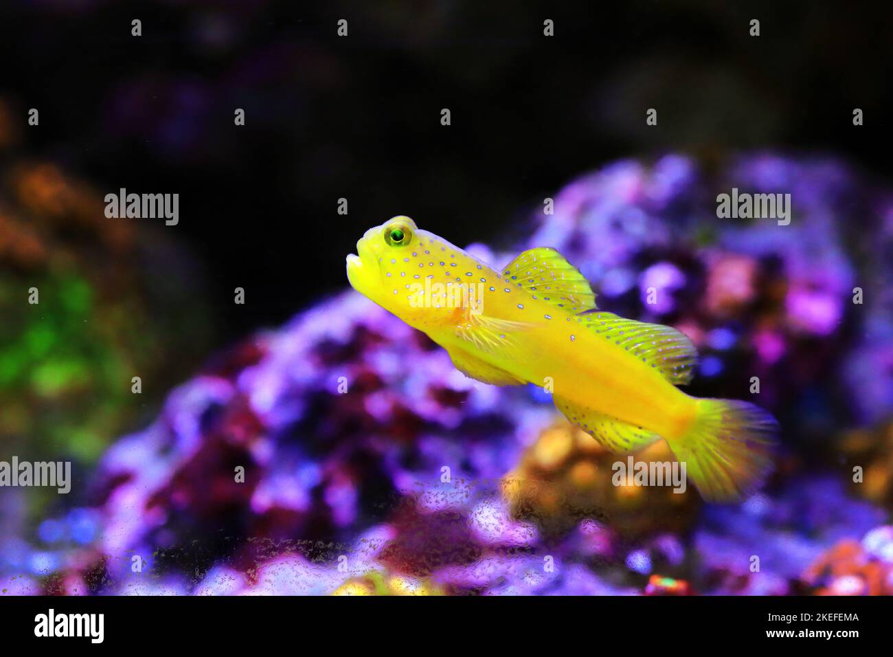 Gelbschweinenfisch - (Cryptocentrus cinctus) Stockfoto