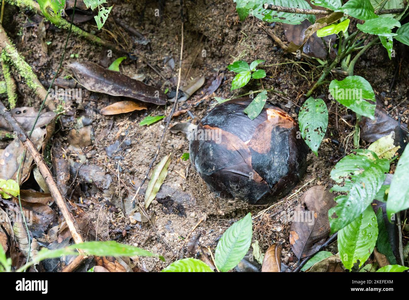 Die Knospen von Rafflesia steigen aus dem Boden oder direkt aus den unteren Stielen ihrer Wirtspflanzen. Es hat die größten Blumen der Welt. Stockfoto