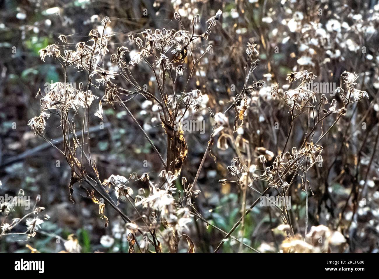 Herbstklima in den Bergen Stockfoto