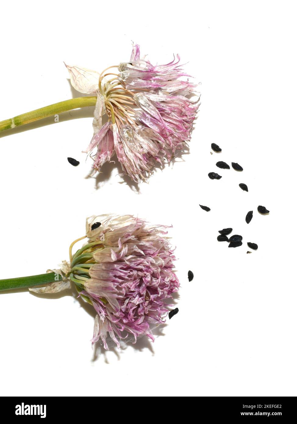 Verblasste Blüte und Samen aus Schnittlauch allium schoenoprasum isoliert auf weißem Hintergrund Stockfoto