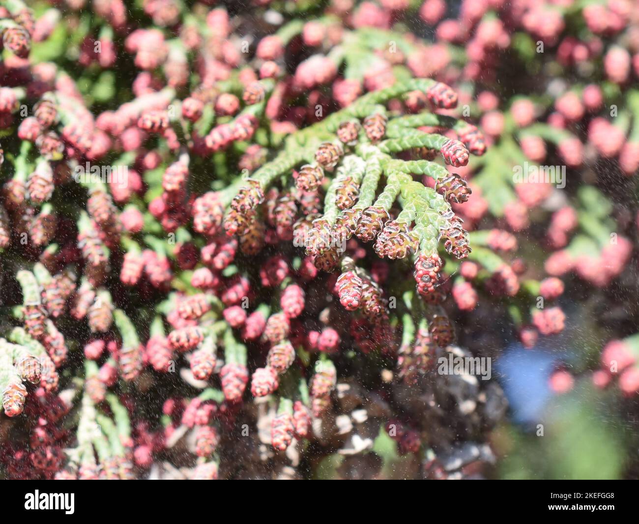 Rote männliche Blüten auf einer Lawsons-Zypresse Chamaecyparis lawsoniana, die Pollen freisetzt Stockfoto