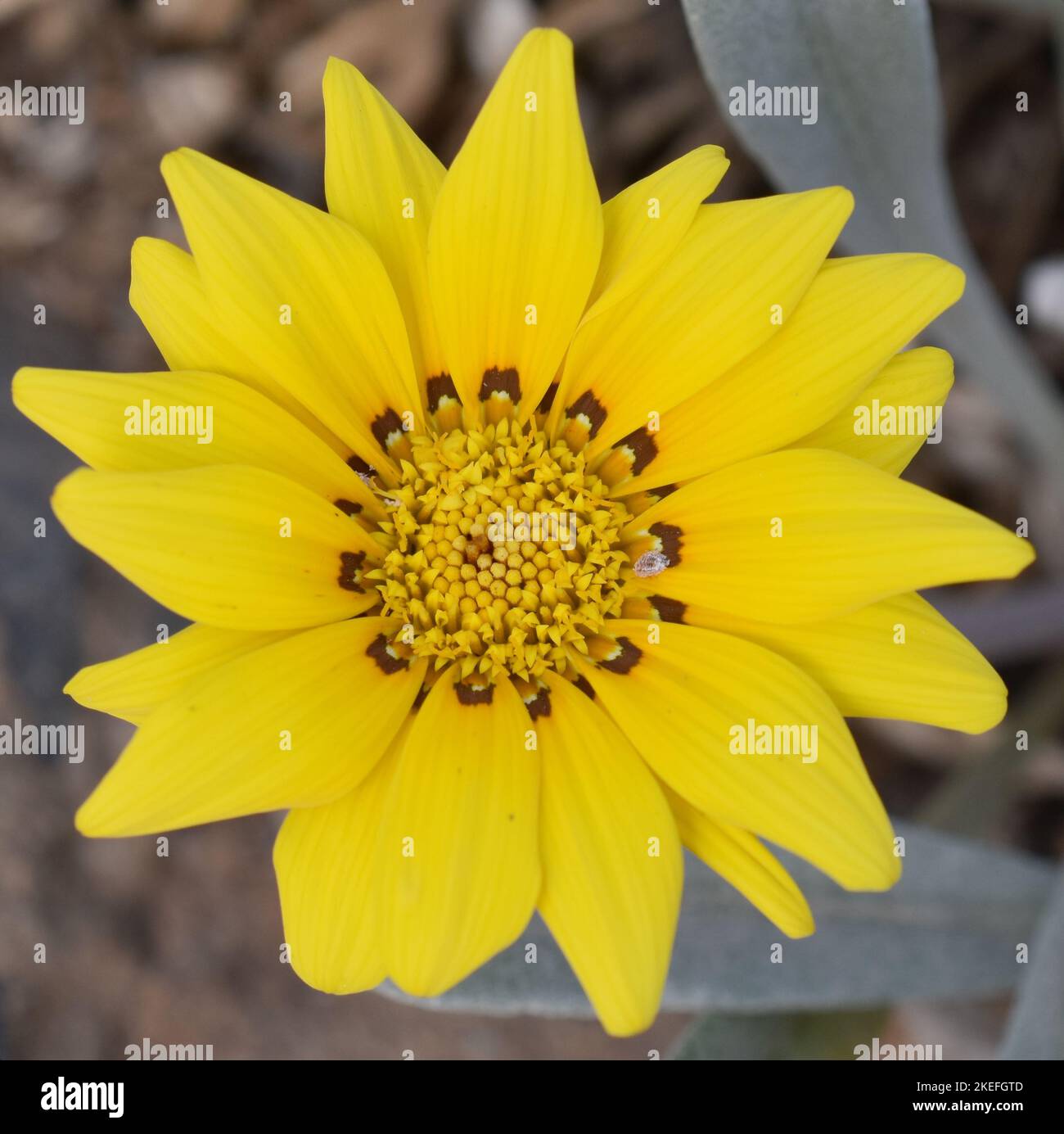 Nahaufnahme der gelben Gazania Rigens African Daisy Flower Stockfoto