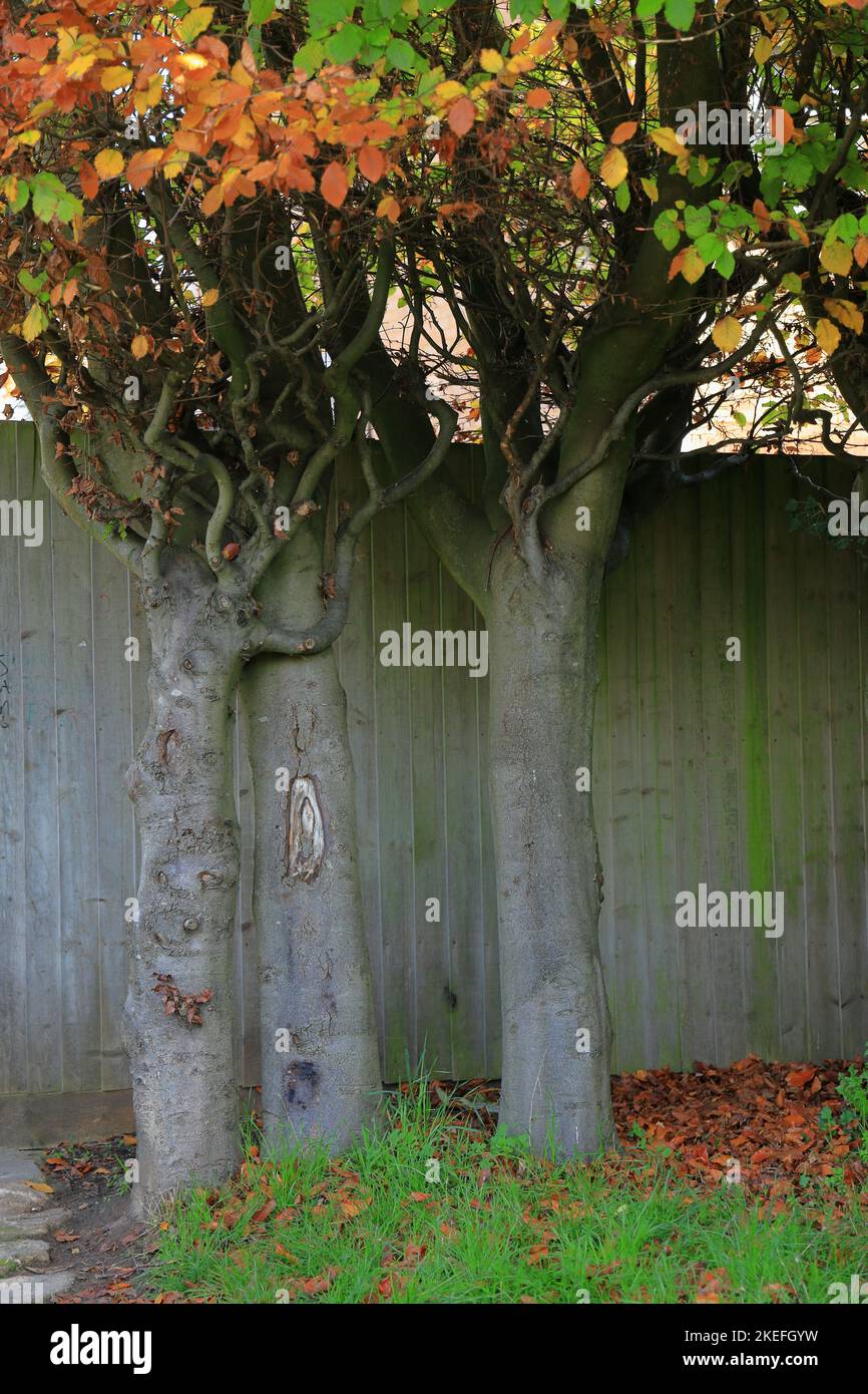 Baum Umarmungen - zwei Bäume wachsen verflochten, um den Anschein zu geben, dass sie umarmen! Stockfoto