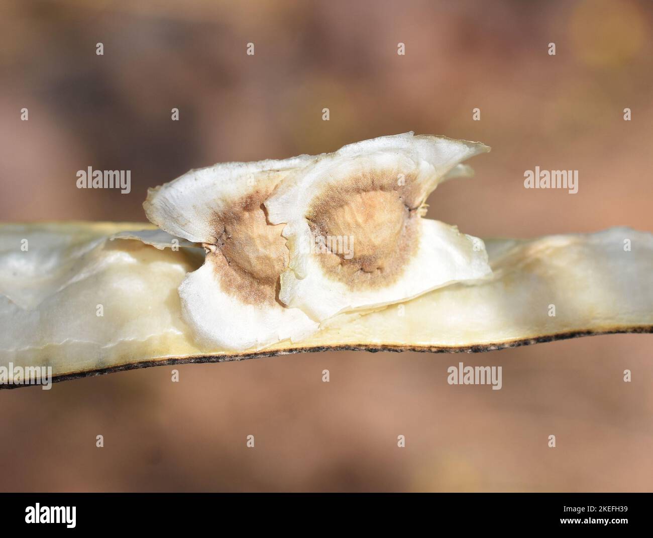 Samen aus Moringa oleifera Baum Stockfoto