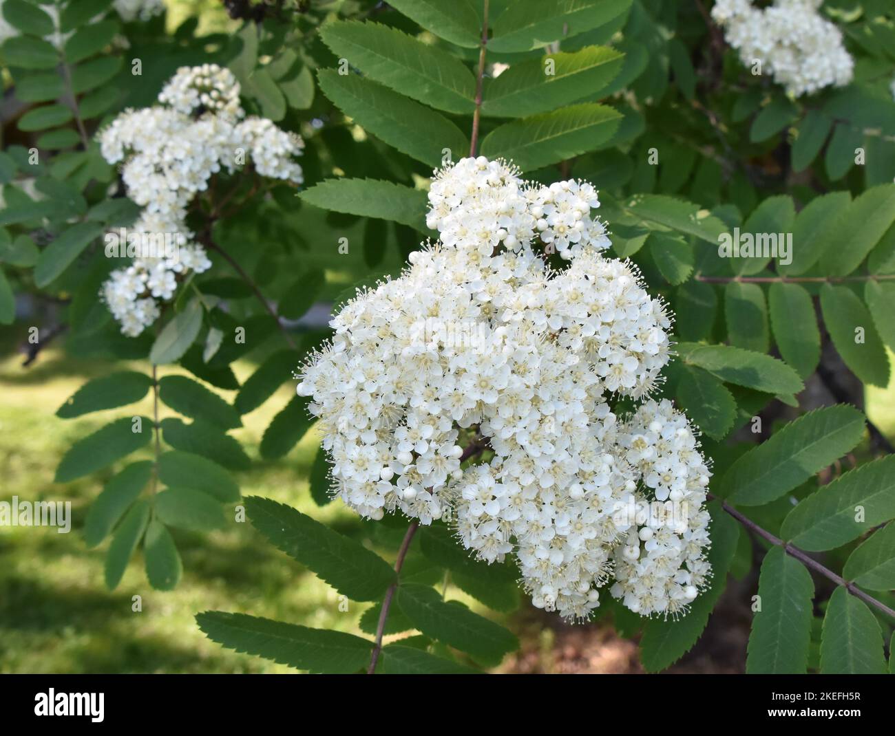 Nahaufnahme von weißen Blüten auf einem Ebereschenbaum sorbus aucuparia Stockfoto