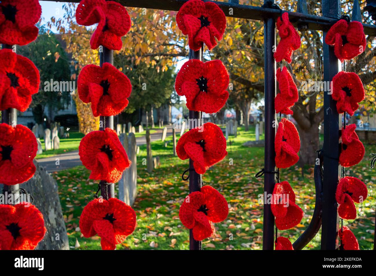 Marlow, Buckinghamshire, Großbritannien. 12.. November 2022. Die Marlow Poppy Display-Gruppe von lokalen Damen hat über 5.000 gestrickte und gehäkelte Mohnblumen gemacht, die jetzt am Geländer der All Saints Church und am Geländer des Higginson Park am Causeway in Marlow, Buckinghamshire, zu sehen sind. Seit 2020 hat die Gruppe fast achttausend Pfund für die Marlow British Legion Poppy Appeal gesammelt. Am morgigen Morgen wird in der Stadt ein Gedenkgottesdienst stattfinden, um den Gedenktag und all die Kriegstoten zu feiern, die für unsere Freiheit gekämpft haben. Quelle: Maureen McLean/Alamy Live News Stockfoto