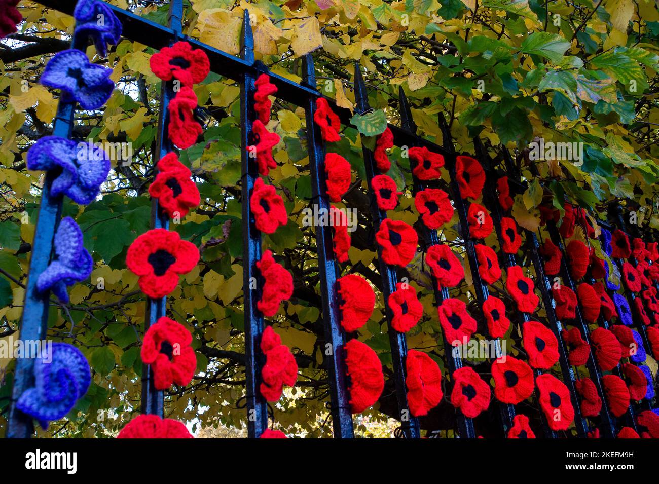 Marlow, Buckinghamshire, Großbritannien. 12.. November 2022. Die Marlow Poppy Display-Gruppe von lokalen Damen hat über 5.000 gestrickte und gehäkelte Mohnblumen gemacht, die jetzt am Geländer der All Saints Church und am Geländer des Higginson Park am Causeway in Marlow, Buckinghamshire, zu sehen sind. Seit 2020 hat die Gruppe fast achttausend Pfund für die Marlow British Legion Poppy Appeal gesammelt. Am morgigen Morgen wird in der Stadt ein Gedenkgottesdienst stattfinden, um den Gedenktag und all die Kriegstoten zu feiern, die für unsere Freiheit gekämpft haben. Quelle: Maureen McLean/Alamy Live News Stockfoto