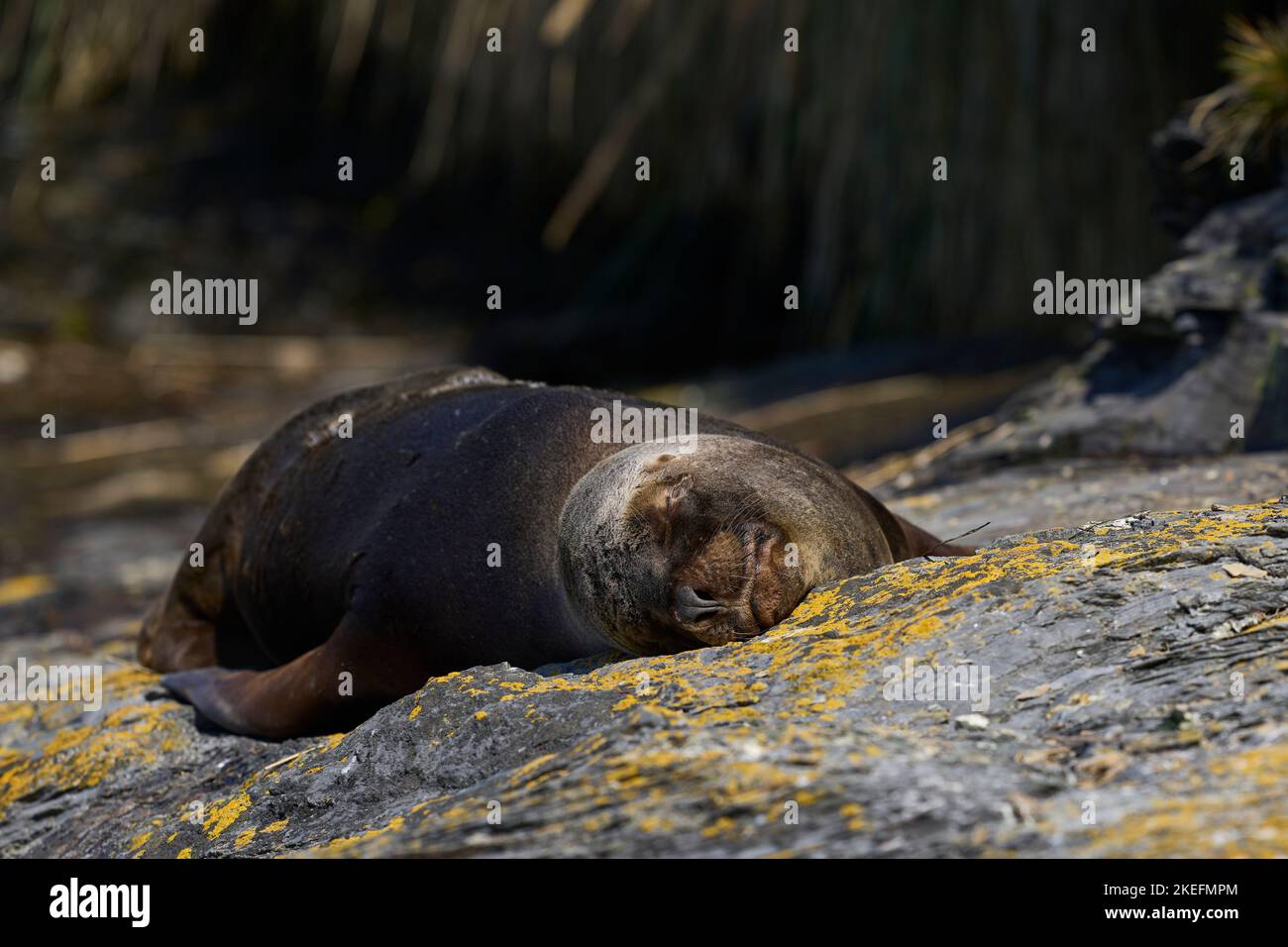 Weibliche Southern Sea Lion (Otaria flavescens) an der Küste der Sea Lion Island in den Falkland Inseln. Stockfoto