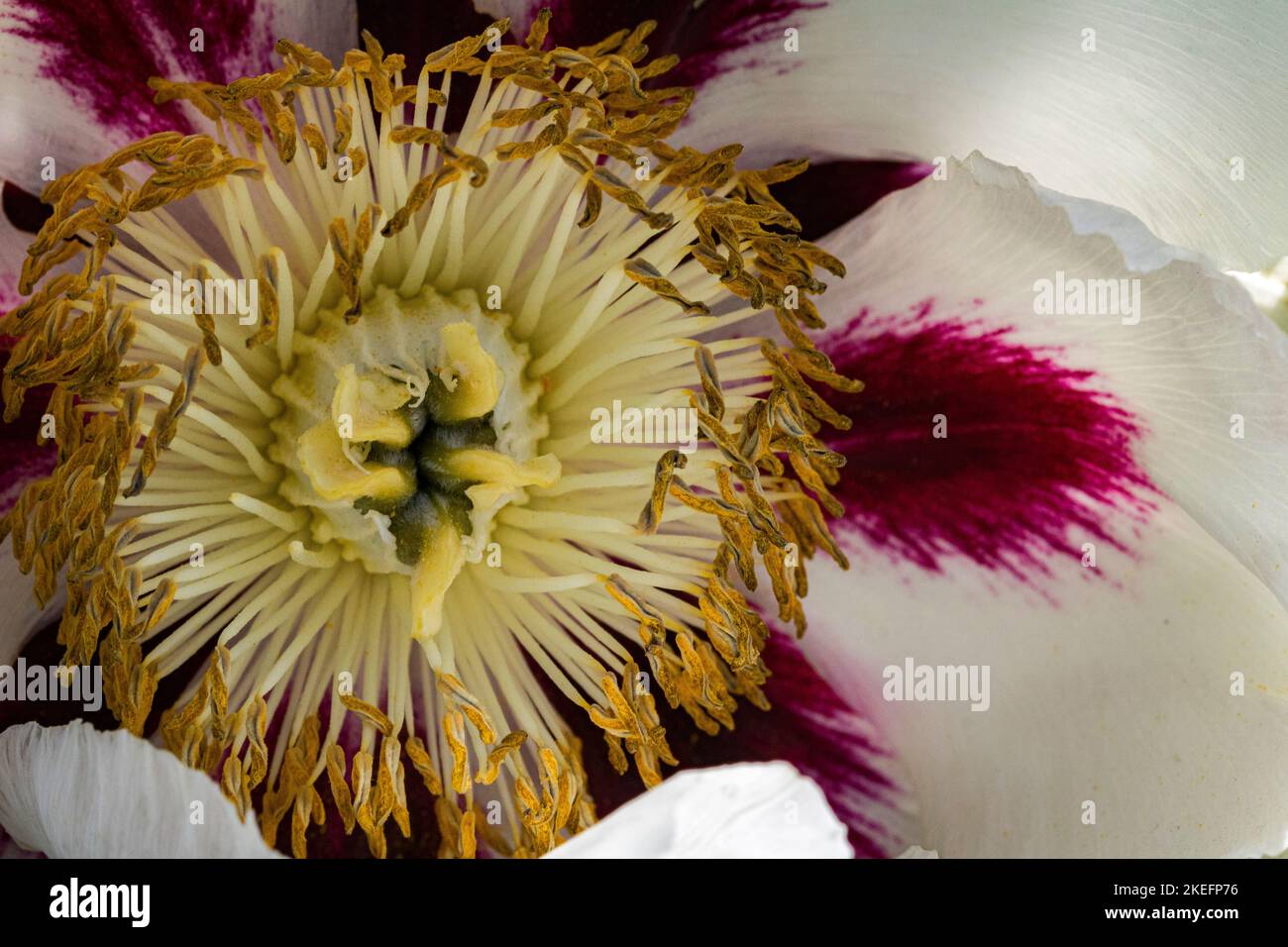 Nahaufnahme der zentralen reproduktiven Teile einer farbenfrohen Hellebore-Blume. Stockfoto