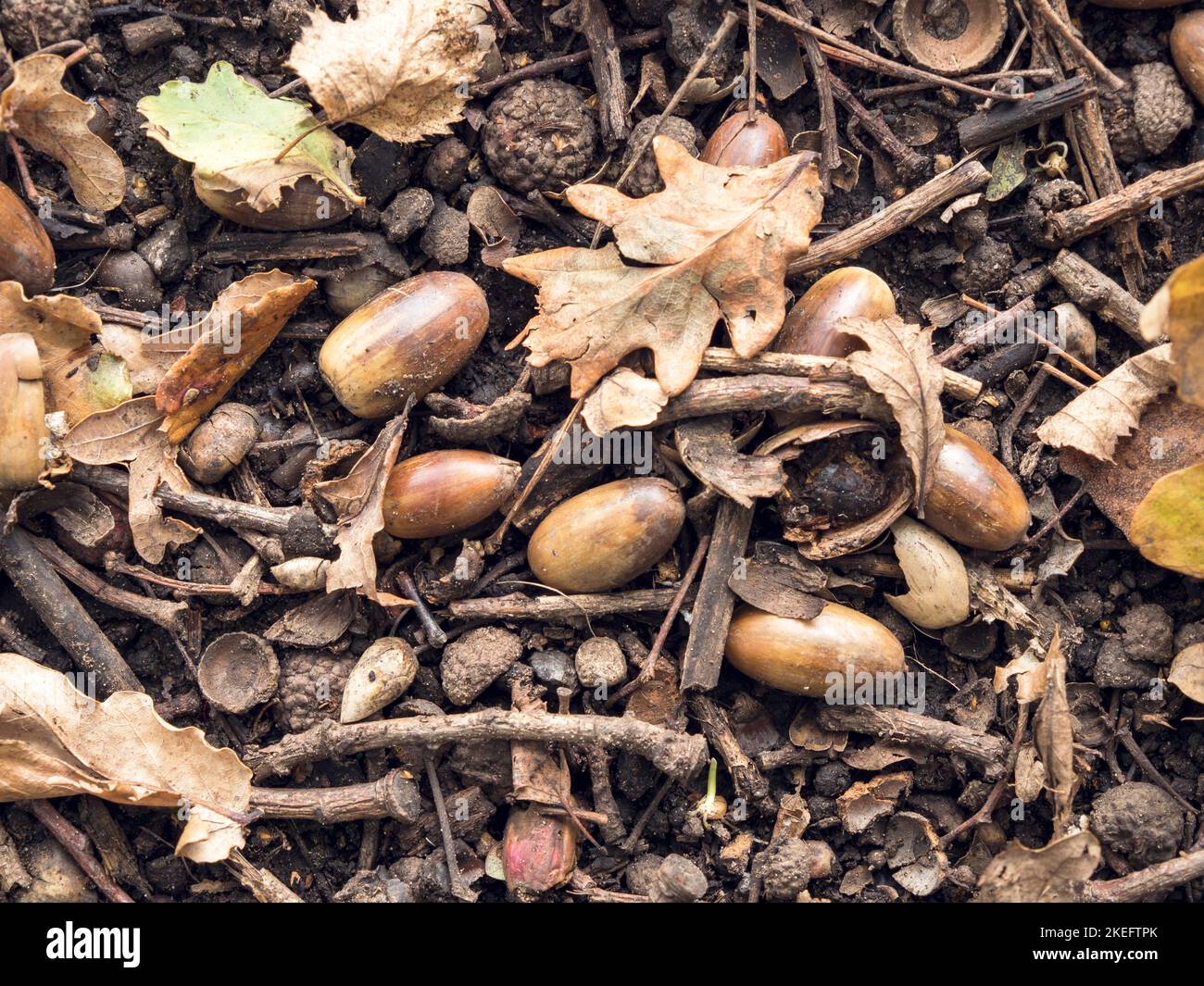 Gefallene Eicheln und Eichenblätter auf einem Waldboden Stockfoto