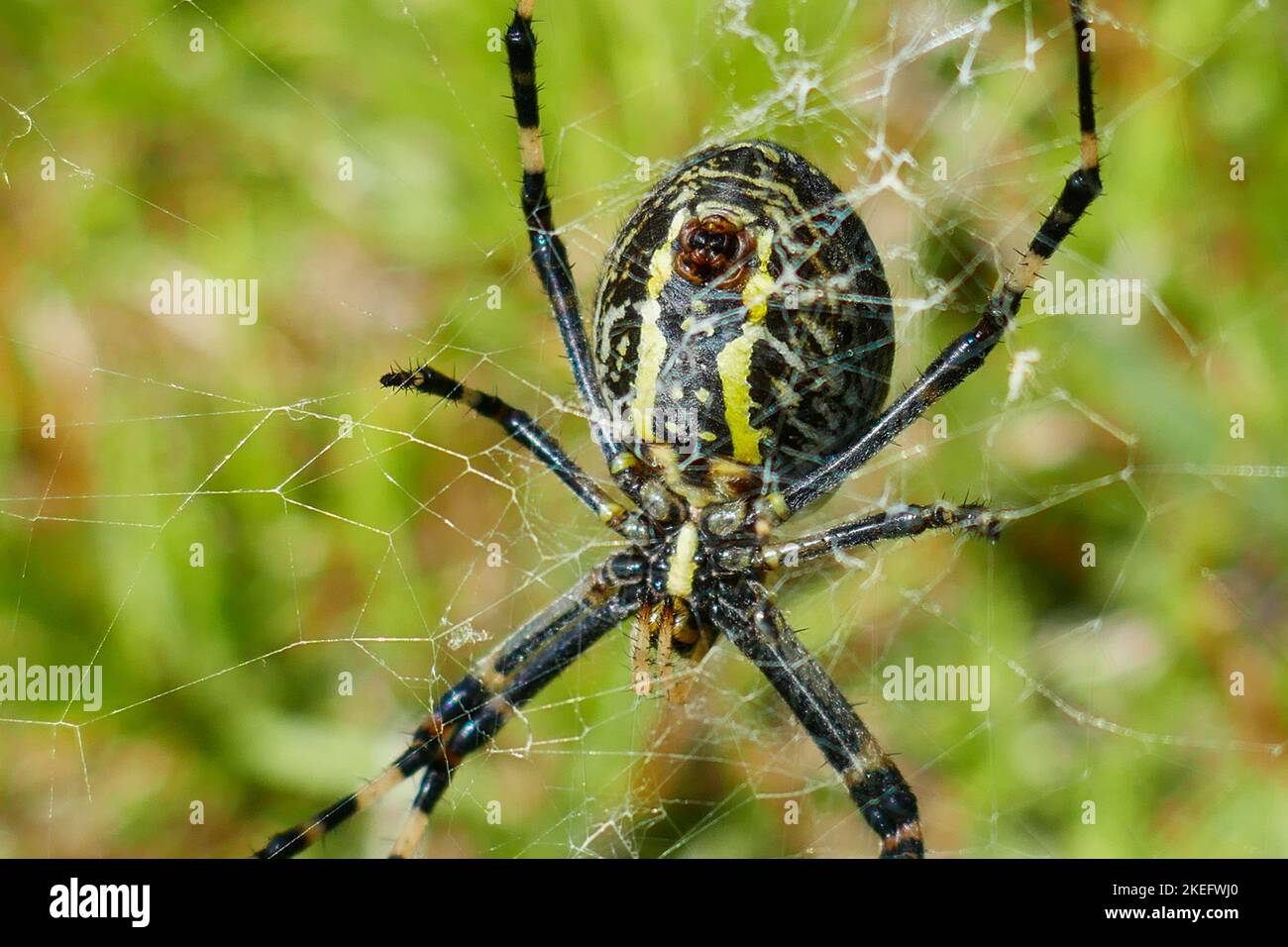 Eine gefährlich aussehende Argiope aurantia, schwarz-gelbe Gartenspinne der Insel Graciosa auf den Azoren Stockfoto