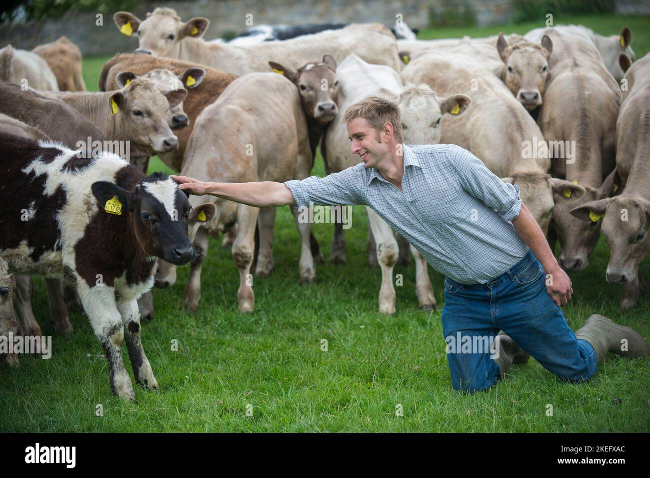 Bild von Jim Wileman 14/06/2013 Landarbeiter Dominic Hutter, abgebildet auf der Park Farm, Curry Mallet, in der Nähe von Taunton, Somerset. Stockfoto