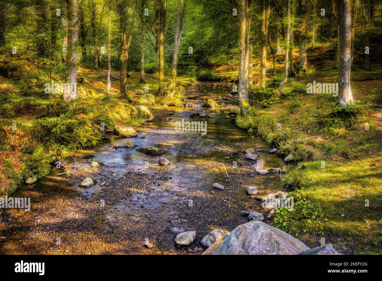 Strom im grünen Wald des Toskanisch-Emilianischen Apennin-Nationalparks bei Sonnenuntergang im Sommer. Stockfoto