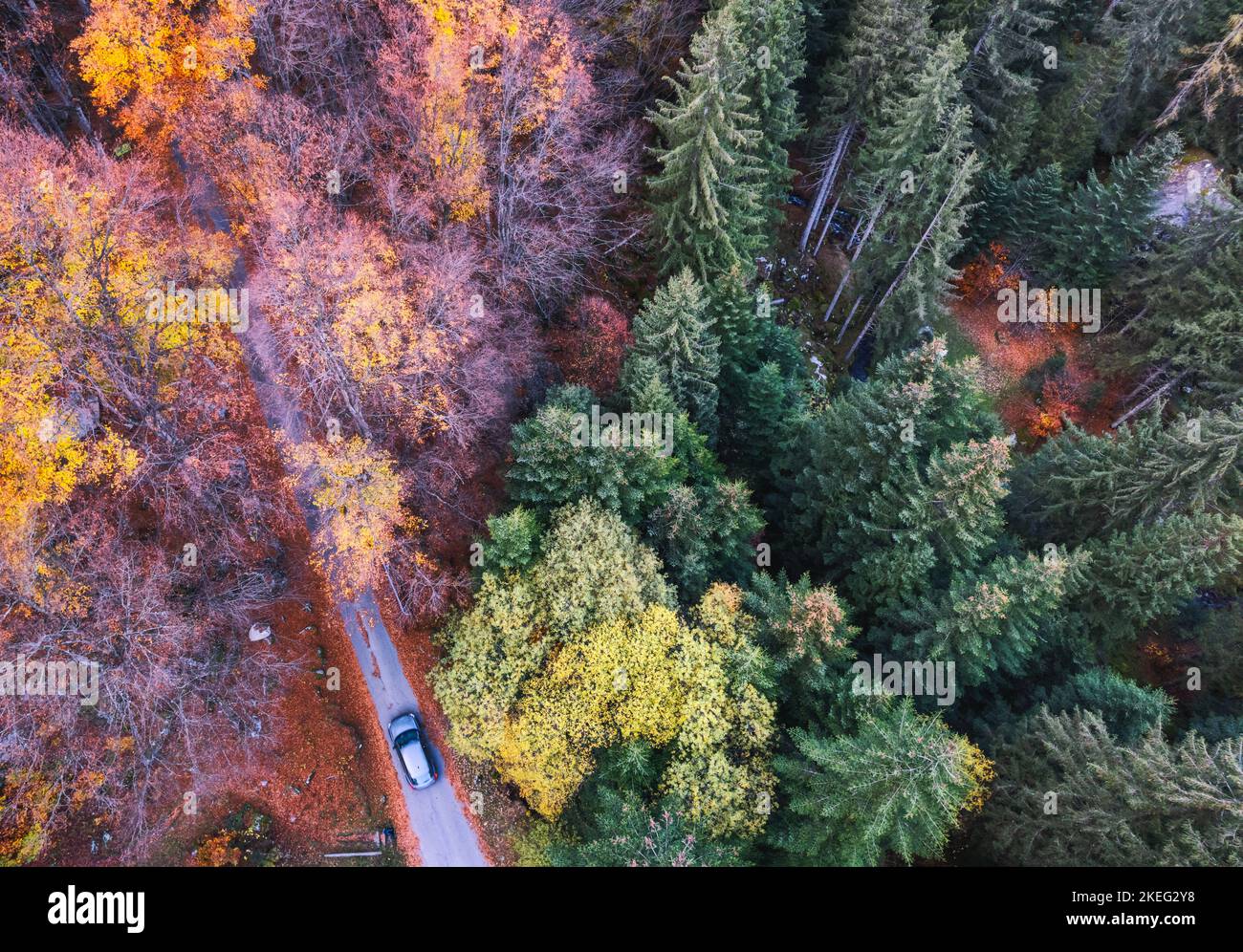 Luftaufnahme des Waldes in herbstlicher Kleidung in Bagni di Masino, Valtellina, Italien Stockfoto