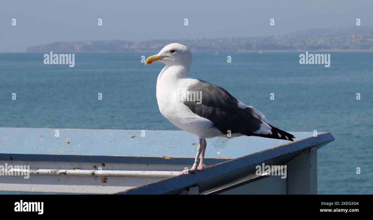 Möwe auf dem San Clemente Pier in Orange County, Kalifornien Stockfoto