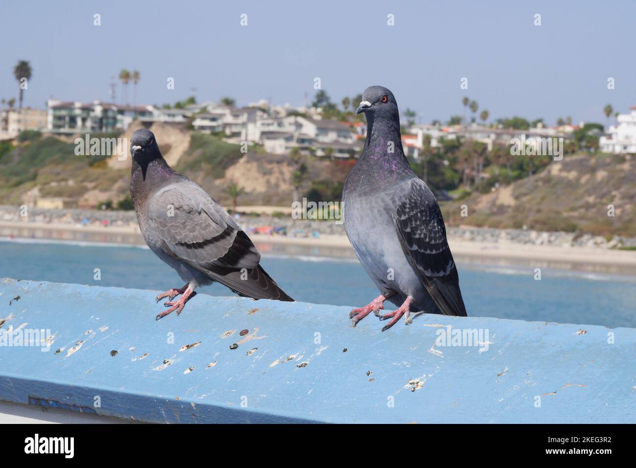 Tauben auf dem San Clemente Pier in Orange County, Kalifornien Stockfoto