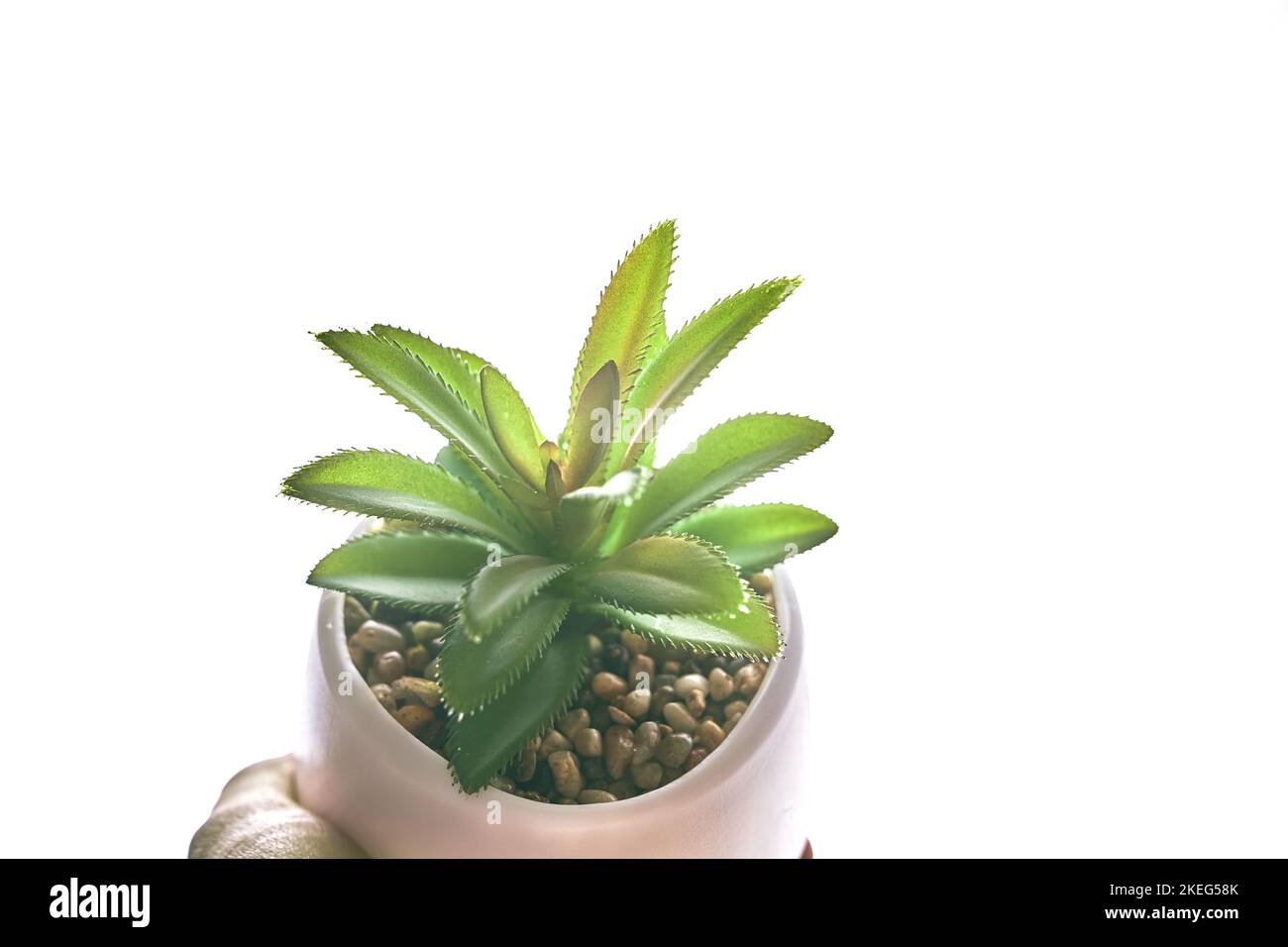 Die Hand einer Frau hält einen Topf mit einer Pflanze. Nahaufnahme einer grünen Sukulente in einem runden Topf, hervorgehoben auf einem weißen isolierten Hintergrund. Eine modische Zimmerpflanze mit Sandsteinen und Kopierraum. Hohe Qualität Stockfoto