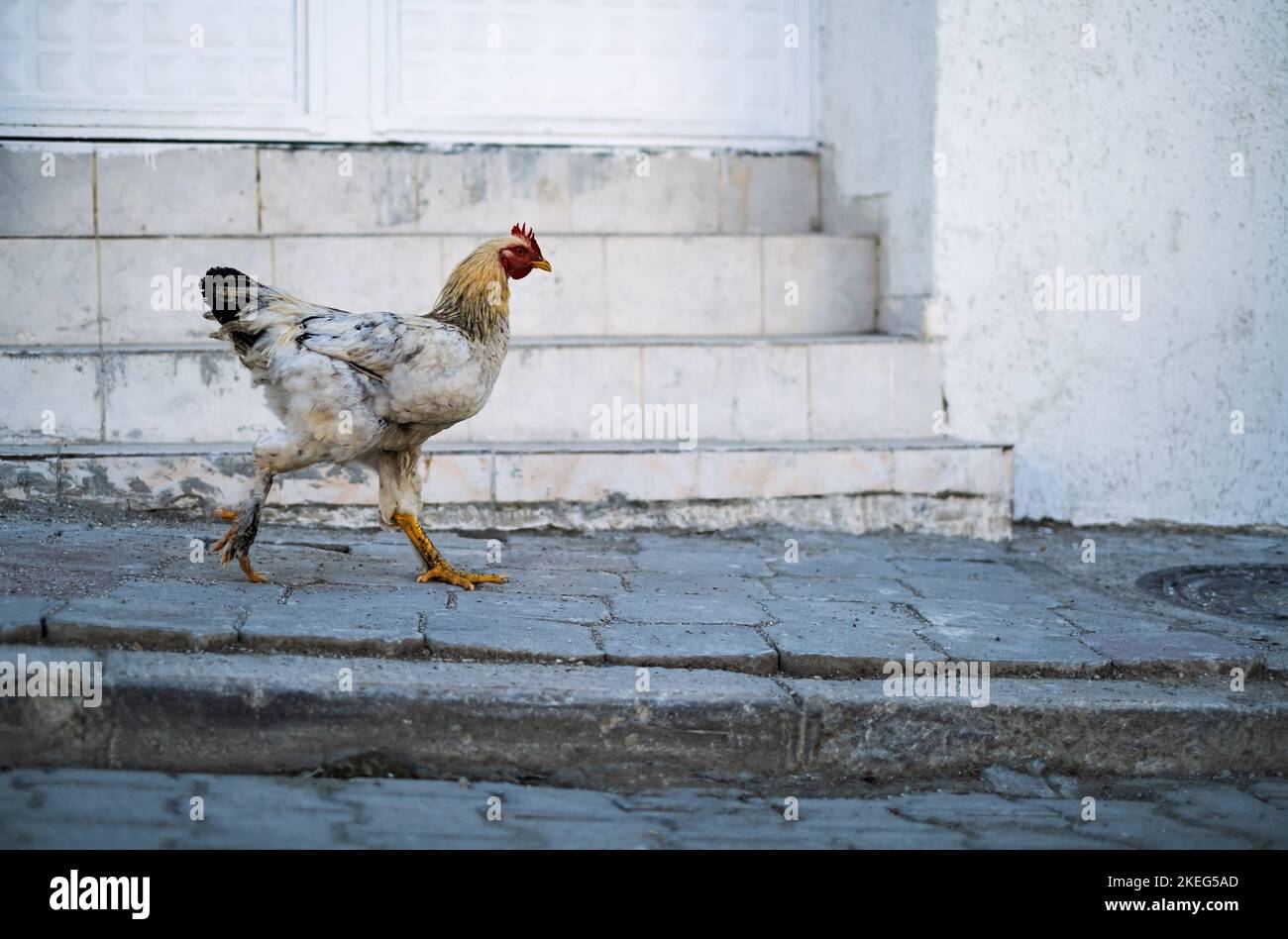 Ein braunes Huhn, eine auf der Straße isolierte Henne mit Platz für Kopien Stockfoto