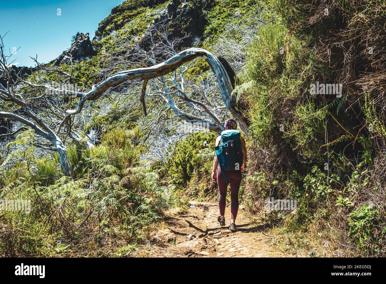 Beschreibung: Wanderer mit Rucksack zu Fuß durch einen malerischen Wald von toten Bäumen am Nachmittag. Verade do Pico Ruivo, Madeira, Portugal, Europ Stockfoto