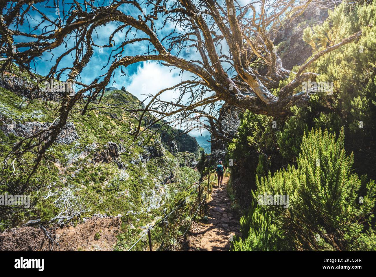 Beschreibung: Wanderer mit Rucksack zu Fuß durch einen malerischen Wald von toten Bäumen am Nachmittag. Verade do Pico Ruivo, Madeira, Portugal, Europ Stockfoto