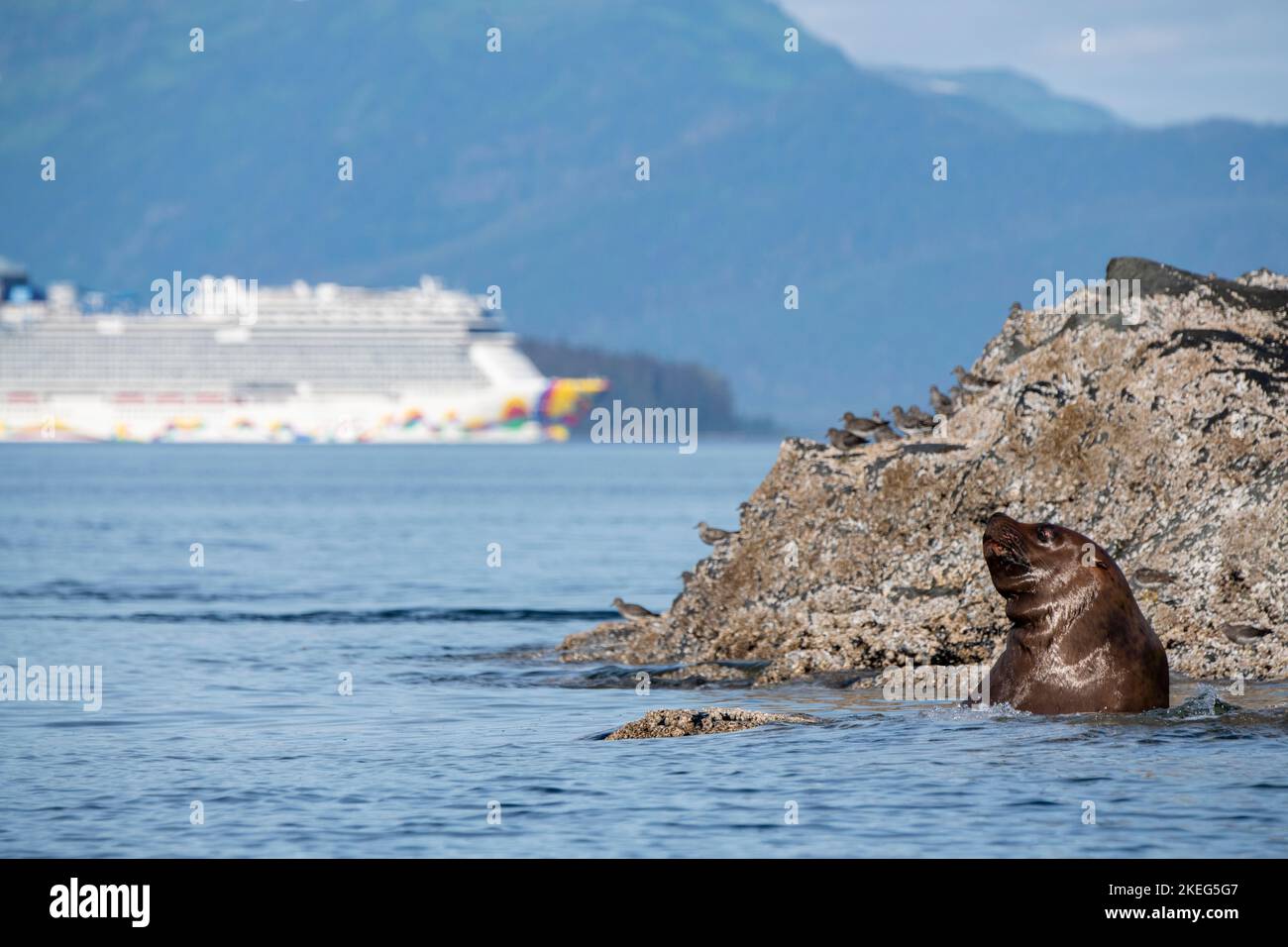 USA, SE Alaska, Inside Passage, Brother's Island Area. Steller Seelöwe (Eumetopias jubatus) mit Norwegian Cruise Lines Schiff, Norwegian Encore in der Stockfoto