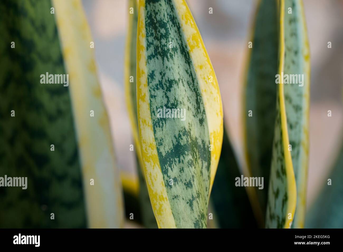 Dracaena trifasciata. Nahaufnahme von gelben und grünen Blättern Stockfoto