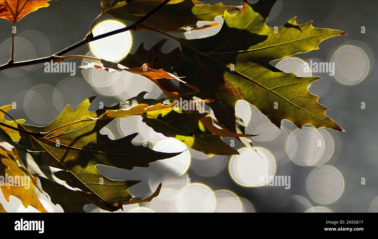 Wunderschöne Natürliche Herbstsaison Romantisches Braun Trockene Blätter Foto Stockfoto