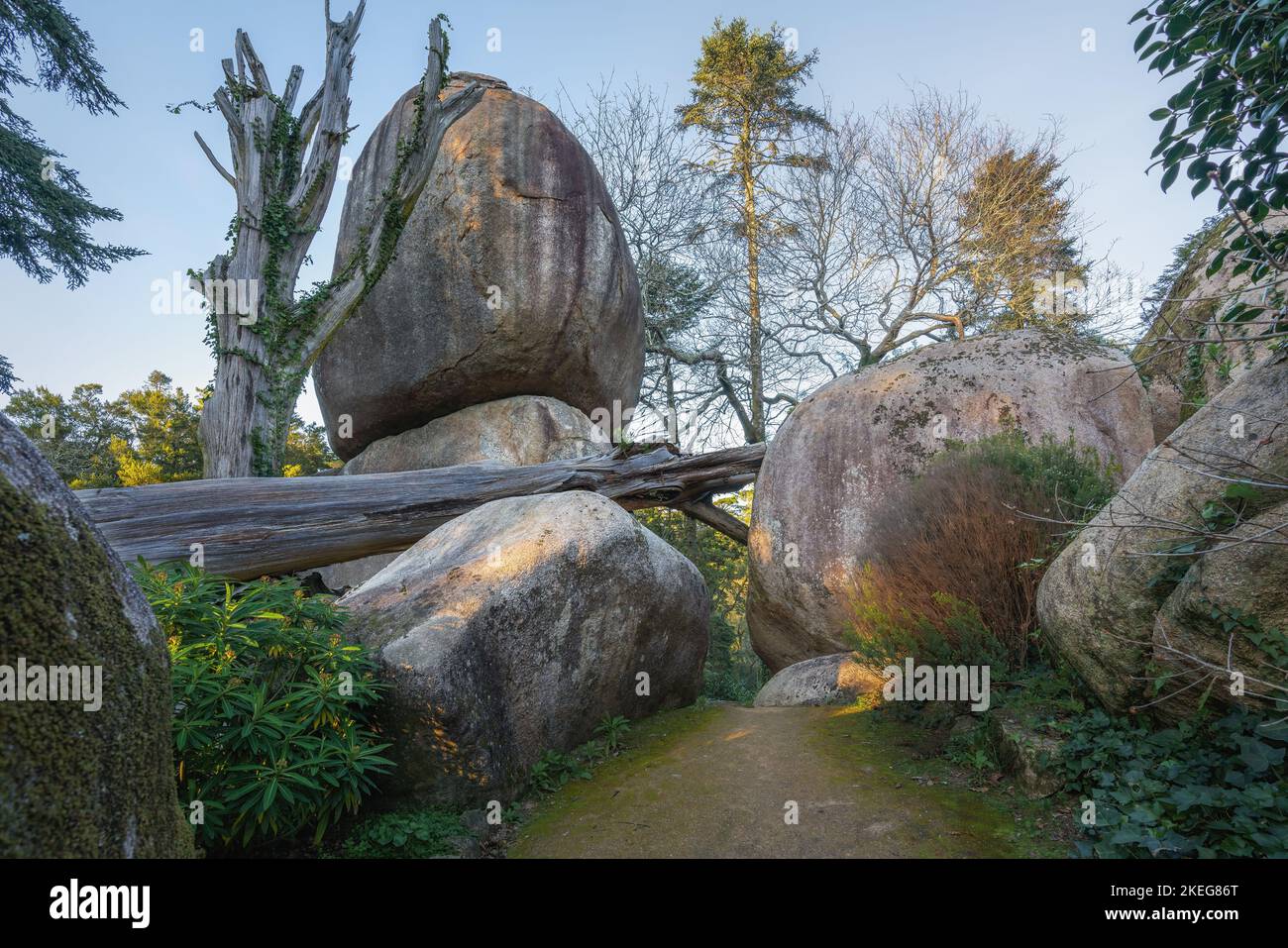 Riesiger Felsbrocken- und Baumstamm in den Pena Palace Gardens - Sintra, Portugal Stockfoto
