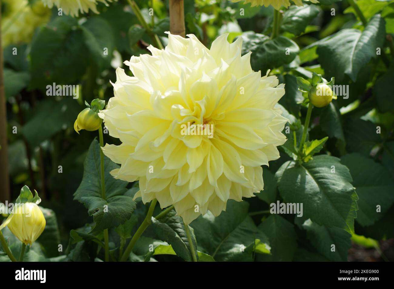 blume Fotos und Bildmaterial in hoher Auflösung Alamy