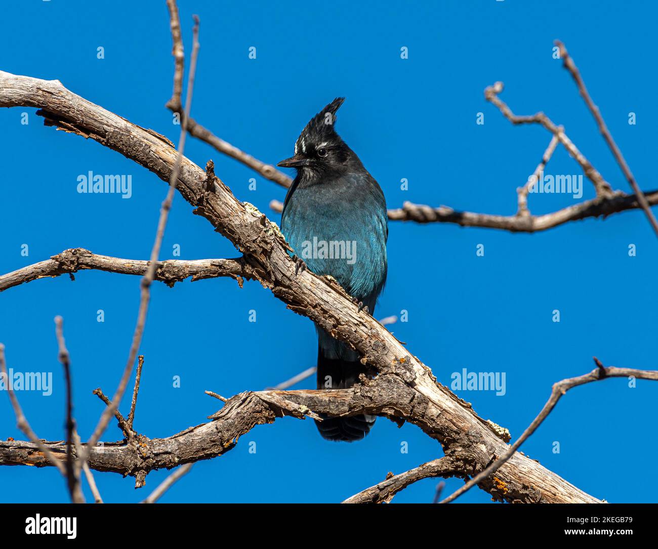 Ein hübscher Steller's Jay thront in den Ästen eines toten Baumes und blickt über die Überwinterungsgebiete entlang der Front Range der Colorado Mountains. Stockfoto