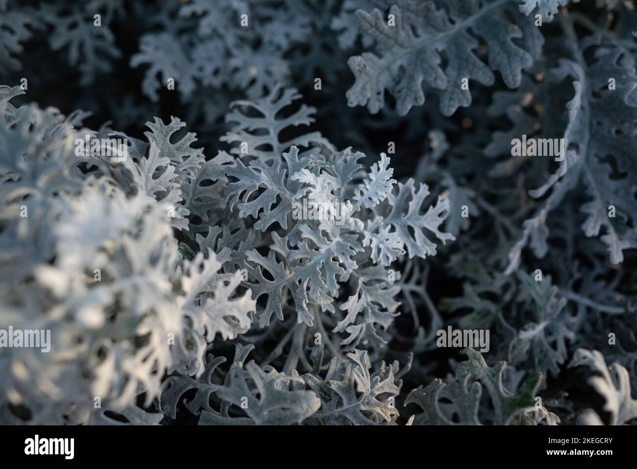 Weißer Blatthintergrund aus Dusty-Miller oder silbernem Ragwort. Jacobaea maritima Stockfoto