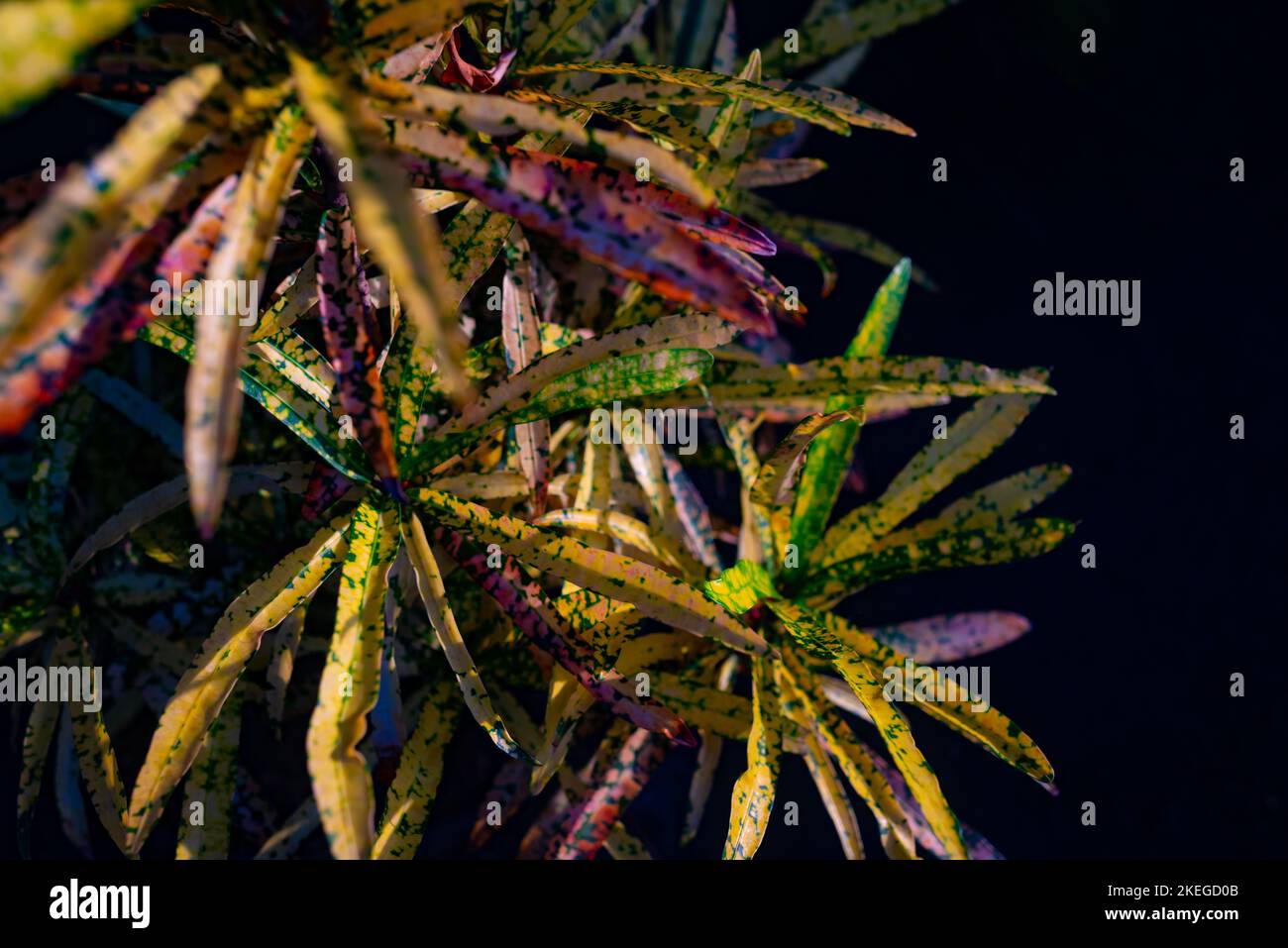 Bunte Blätter von Bush on Fire Croton. Grüne, rote, violette und gelbe Blätter Stockfoto