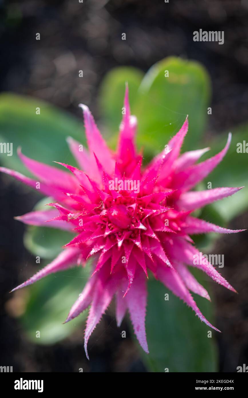 Nahaufnahme der rosa Blume. Pflanzen Sie harte, scharfe Blütenblätter. Explosionartige rosa Blüte Stockfoto