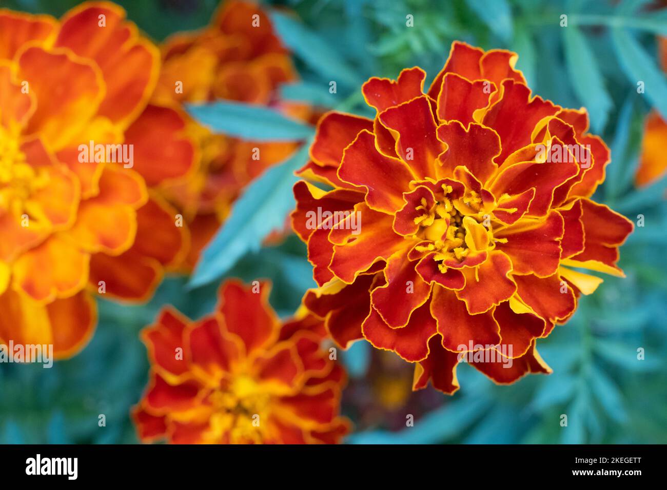 Marigold Red Brocade Blume. Masse roter und gelber Blumen Stockfoto