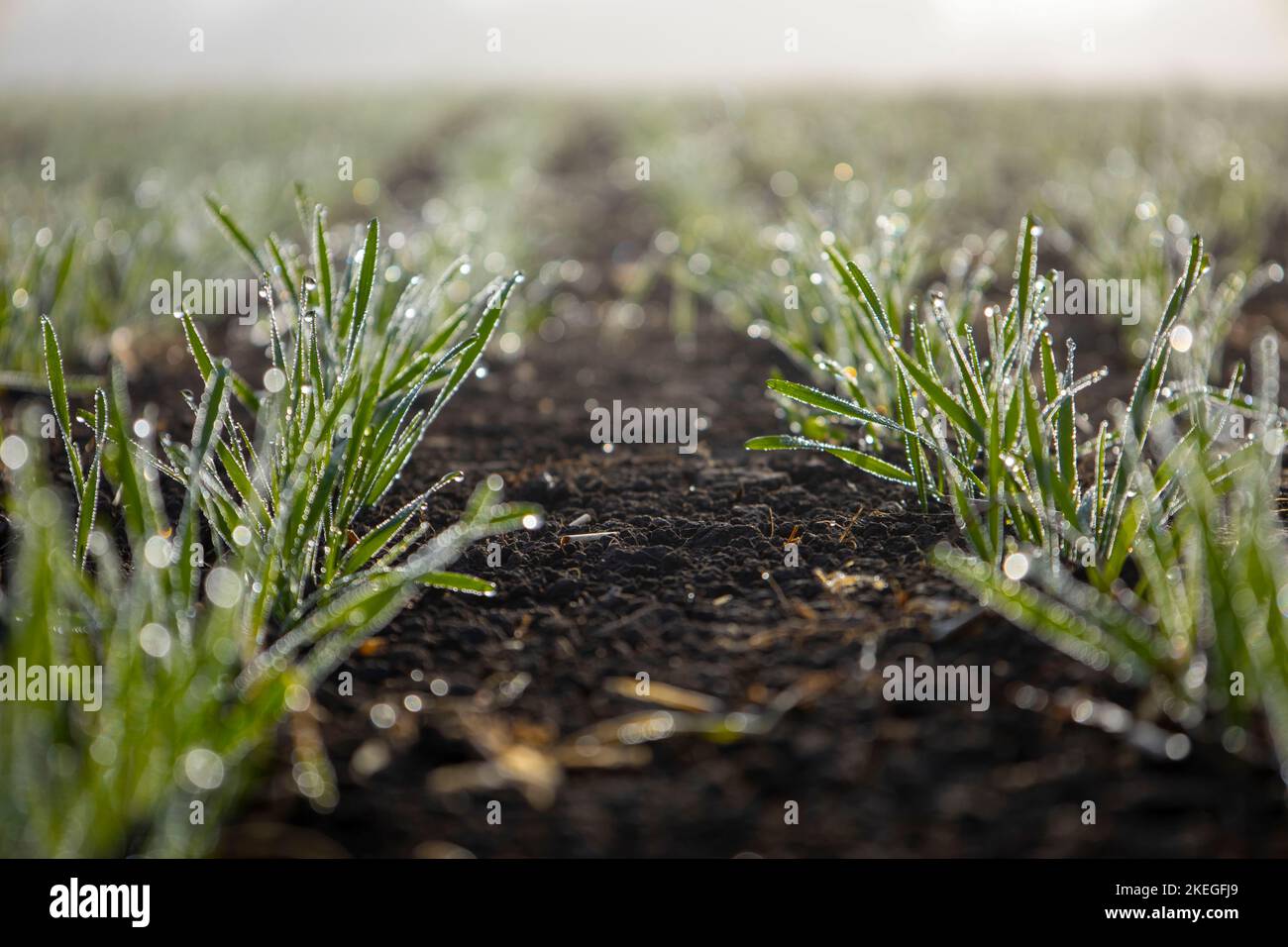 Junge Weizentriebe in Tautropfen. Stockfoto