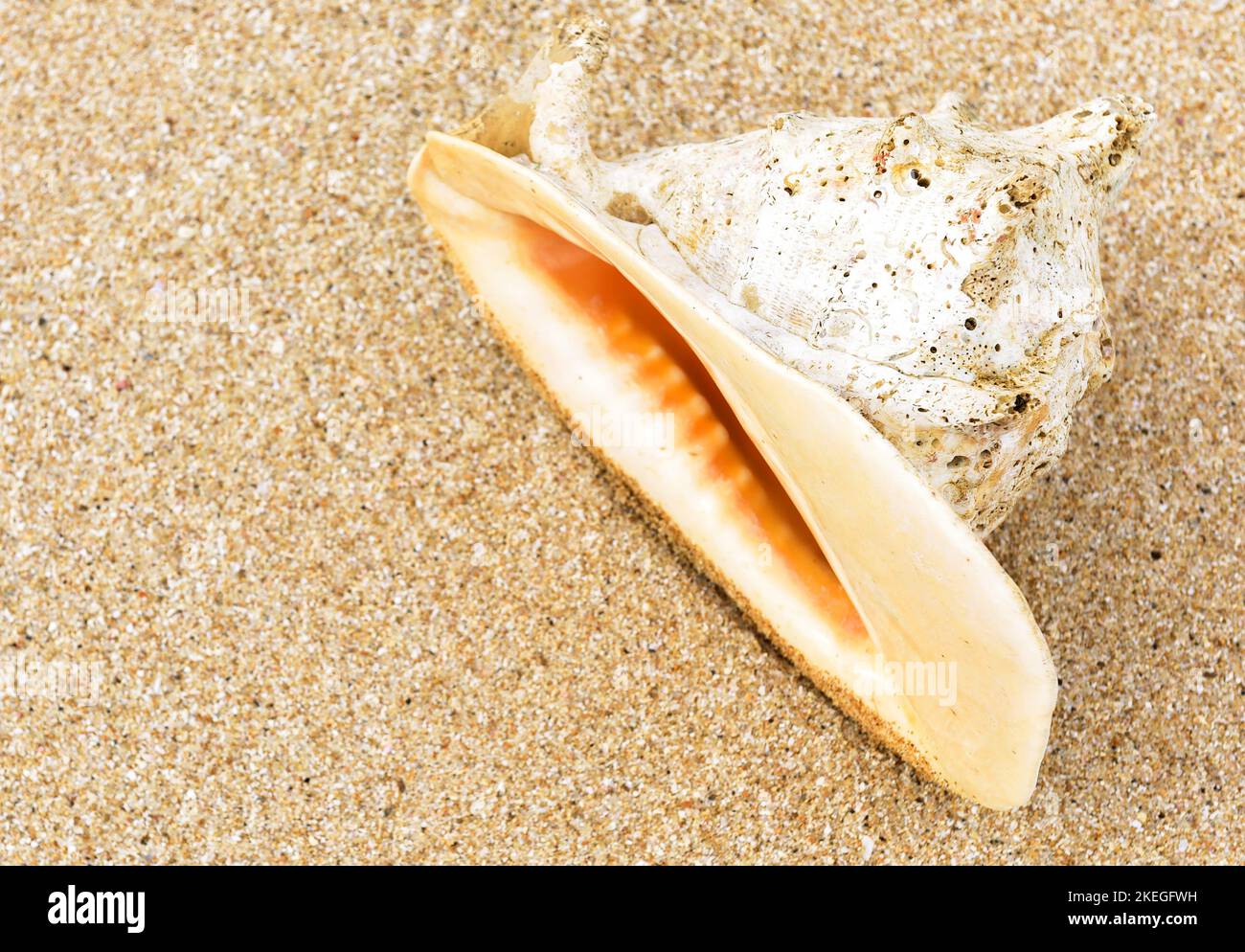 Muschel auf Sand, große Muschel am Meeresstrand aus der Nähe, Draufsicht. Wunderschöne Muschel auf tropischem Sandküstenhintergrund. Konzept von Reisen, Urlaub, RE Stockfoto