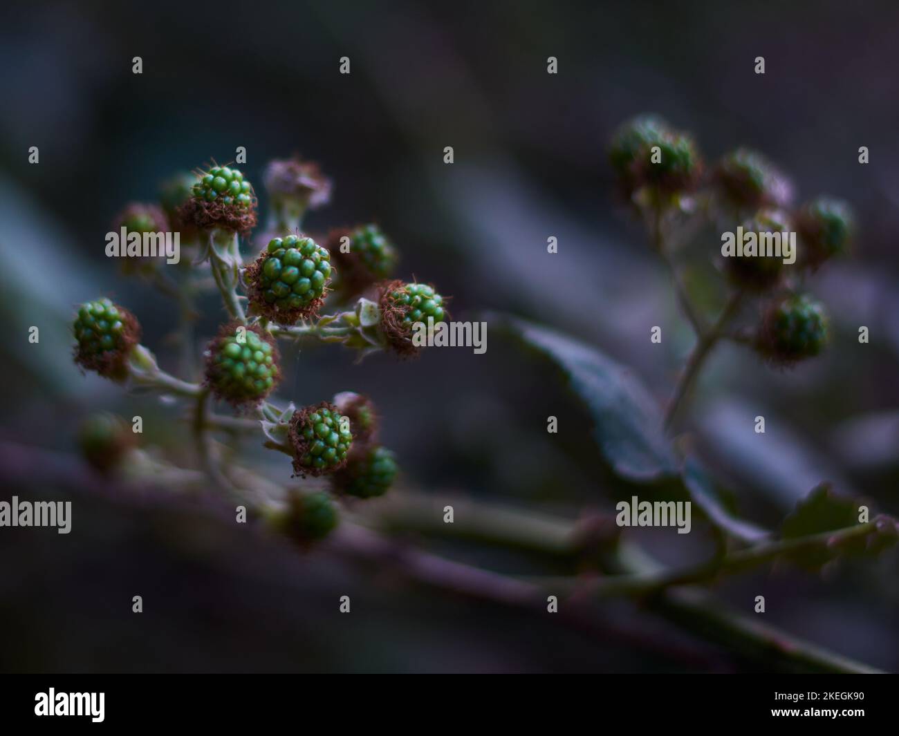 Eine Nahaufnahme unreifer Brombeeren (Rubus allegheniensis) vor dunklem Hintergrund Stockfoto