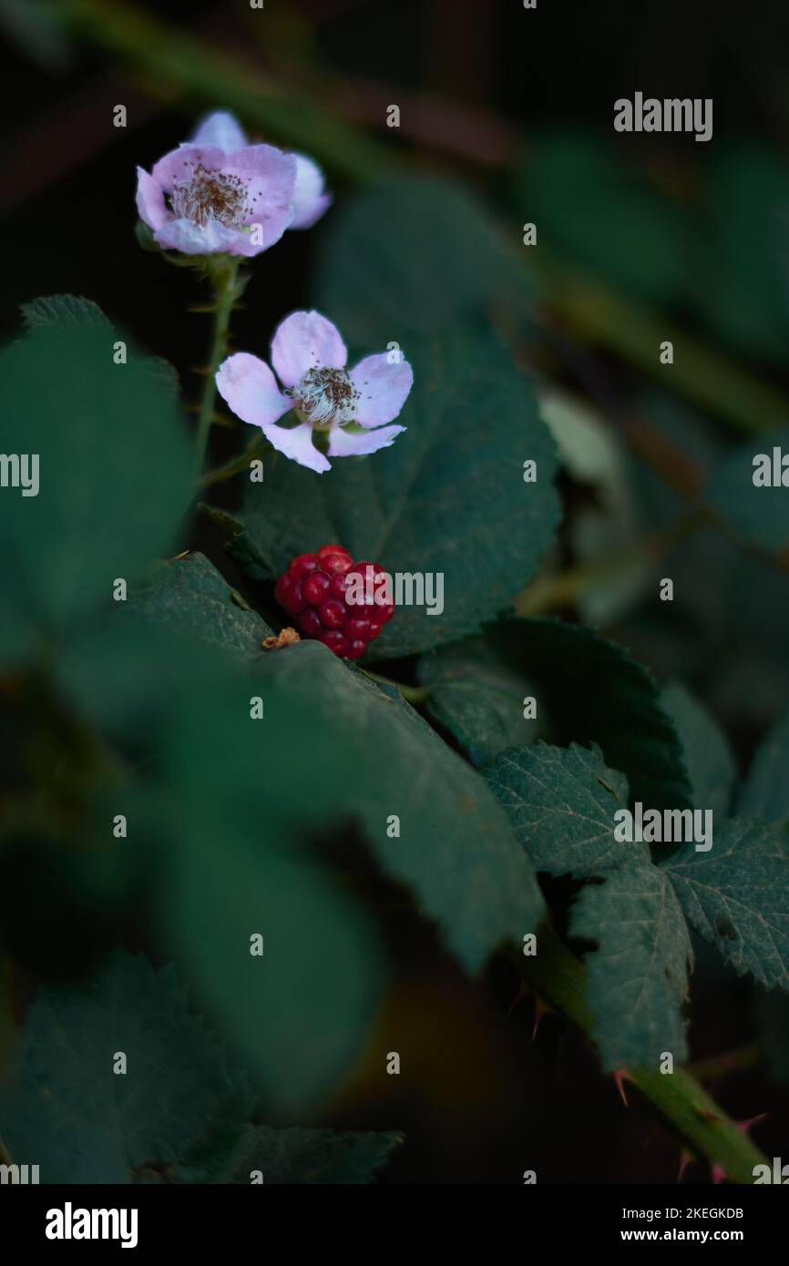 Eine vertikale Nahaufnahme einer reifen Brombeere (Rubus allegheniensis) und Blüten auf einem Pinsel Stockfoto