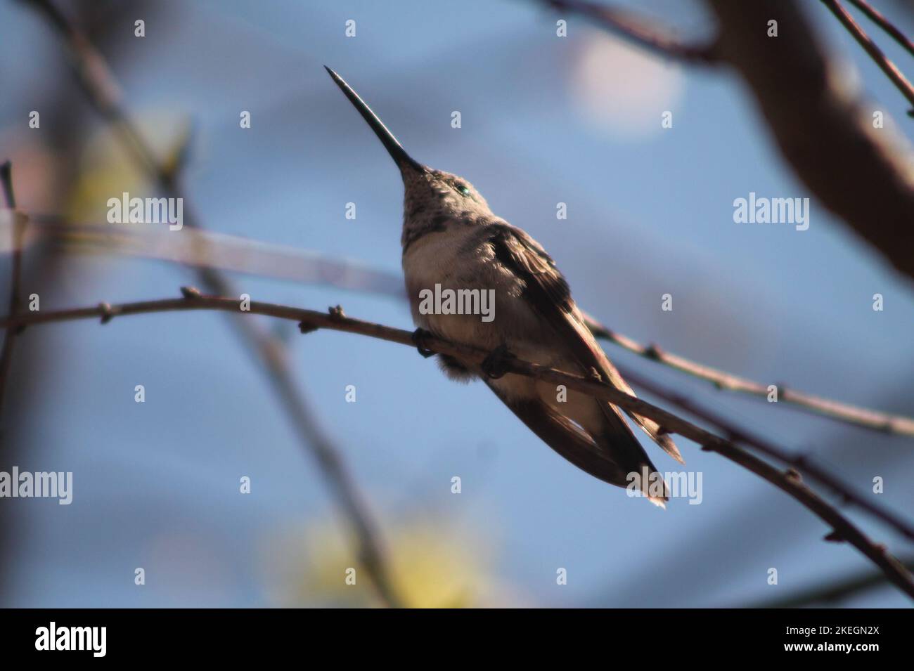 Kolibri Stockfoto