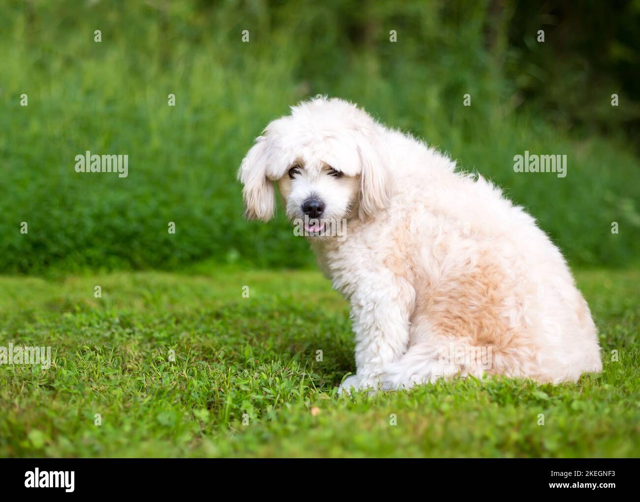 Ein süßer Pommern x Pudel Mischlingshund sitzt im Freien Stockfoto