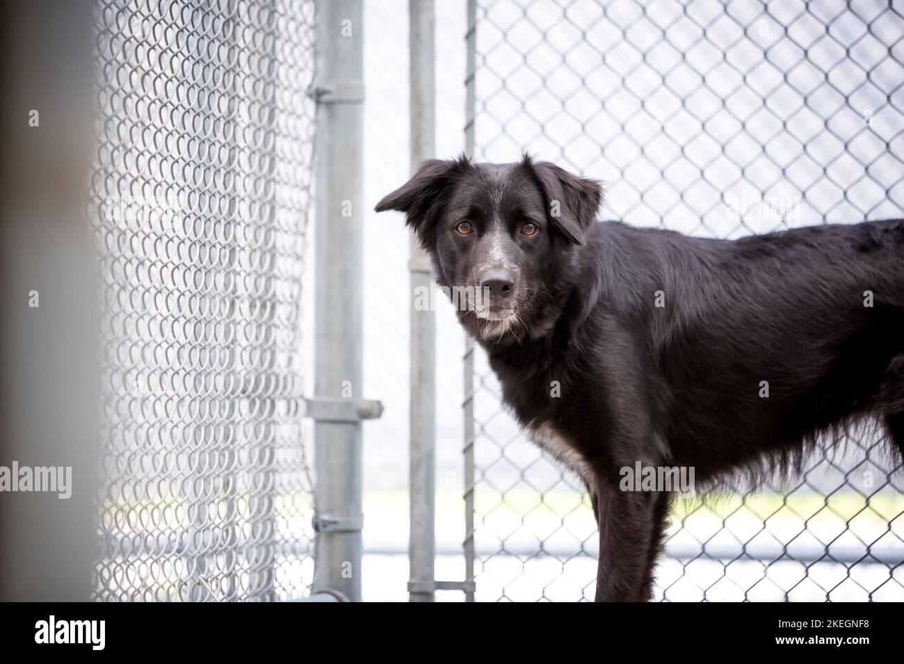 Ein nervöser Border Collie Mischlingshund in einem Tierheim Zwinger Stockfoto