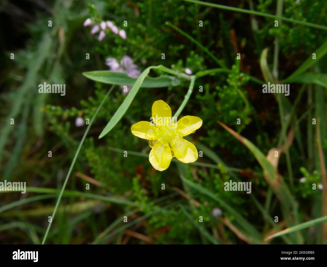 Fotos von Wildblumen in den walisischen Bergen des Snowdonia-Nationalparks Stockfoto