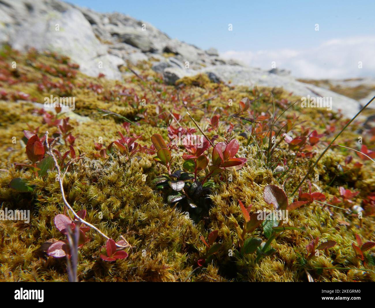 Fotos von Wildblumen in den walisischen Bergen des Snowdonia-Nationalparks Stockfoto