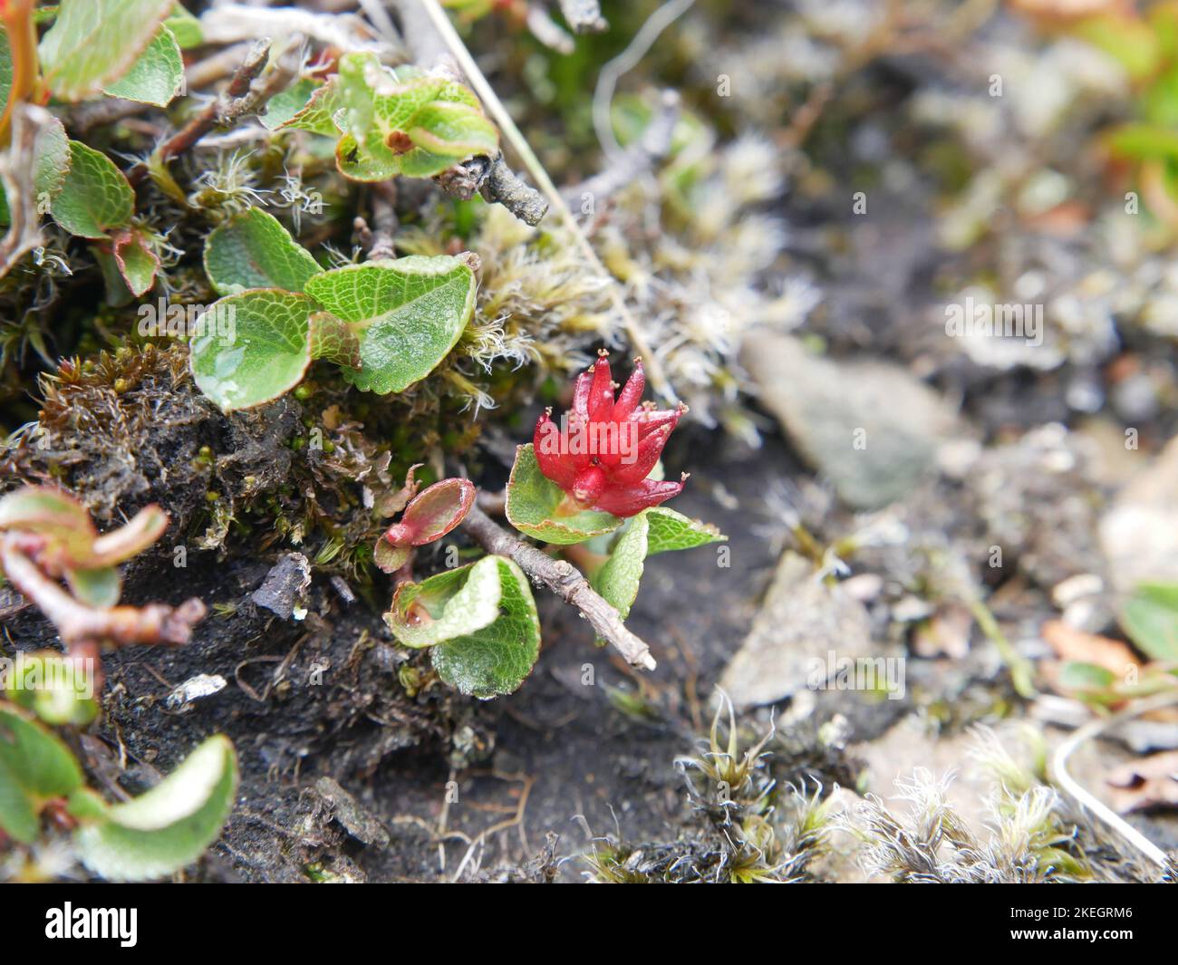 Fotos von Wildblumen in den walisischen Bergen des Snowdonia-Nationalparks Stockfoto