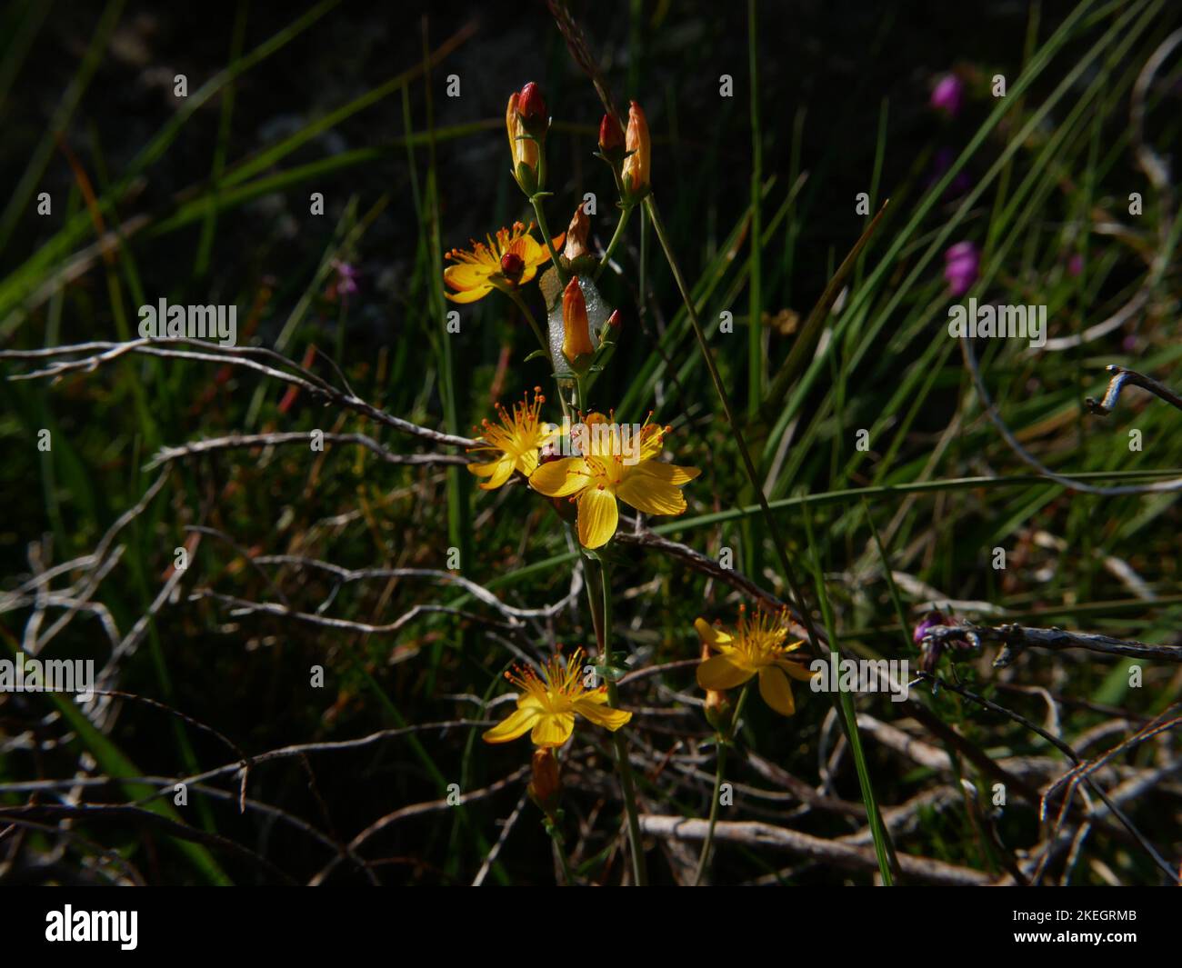 Fotos von Wildblumen in den walisischen Bergen des Snowdonia-Nationalparks Stockfoto