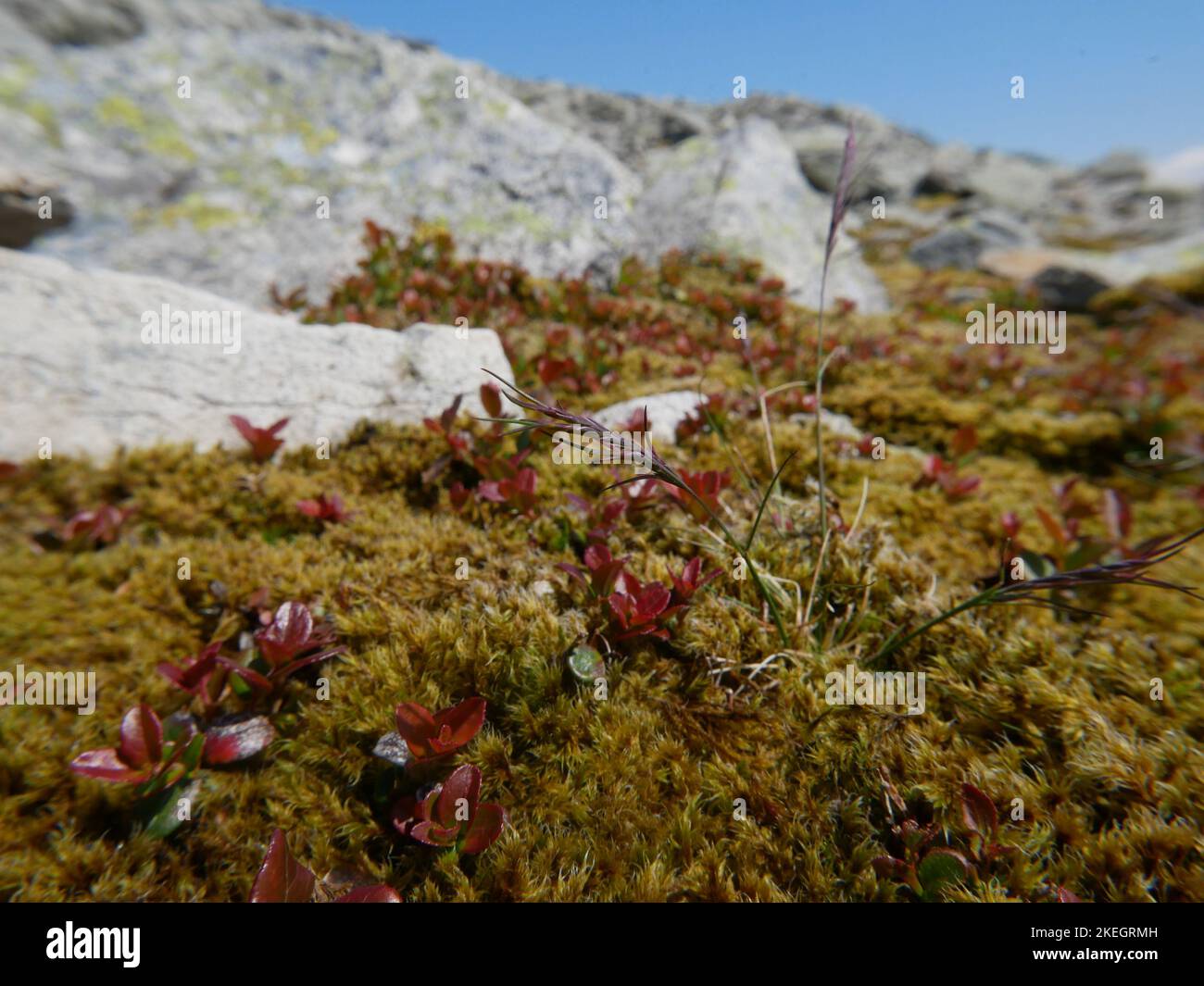 Fotos von Wildblumen in den walisischen Bergen des Snowdonia-Nationalparks Stockfoto
